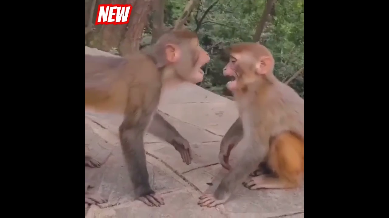 Dekho first time monkey kiss 💋💋💋 she monkey 🐒