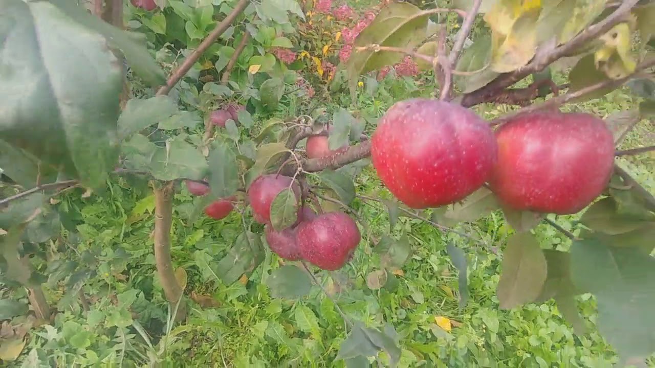 БЛАДИ ПЛАГМЕН (Bloody Ploughman) - красномякотная яблоня.