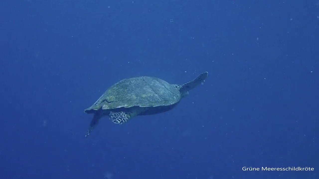 2025 11 (2) Raja Ampat short (10m23)