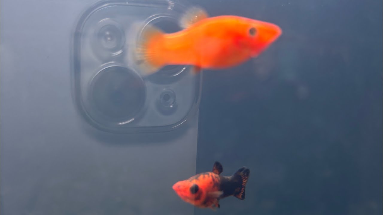 Aquarium Fish 
