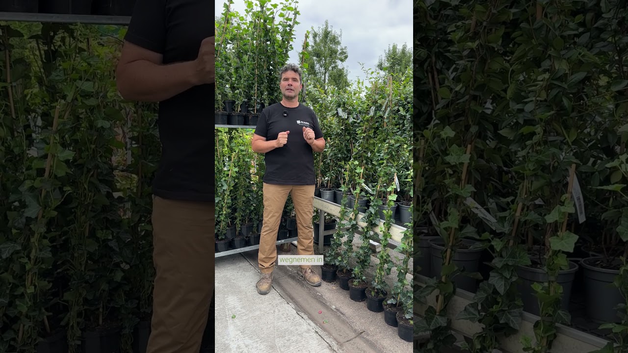 Wintergroene klimplanten: blijvend groen, ideaal als privacyhaag