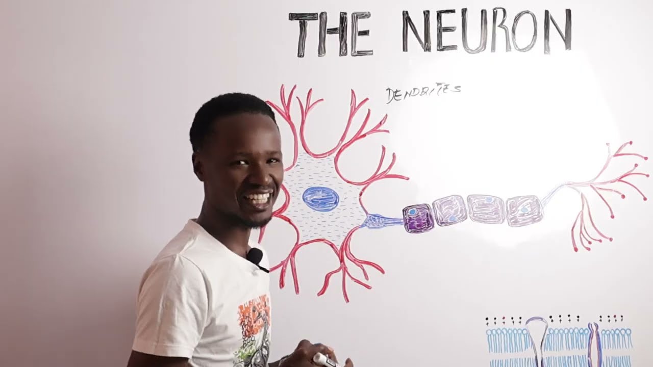 The Motor Neuron