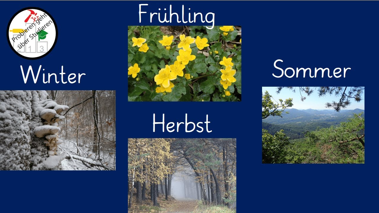 So kannst du IMMER Pilze finden 🤓🍄 – die 12 besten Pilze im Jahresverlauf