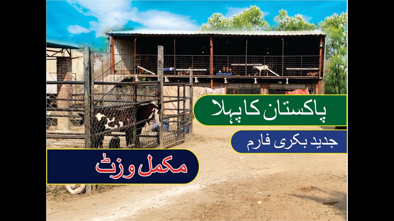 First Modern Goat Farm In Pakistan / پاکستان کا پہلا جدید بکری فارم تفصیلی وزٹ
