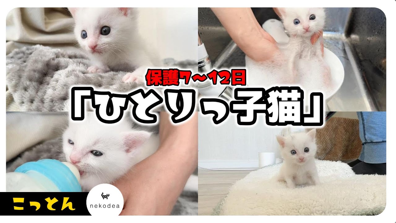 【神回】ひとりっ子猫「こっとん」アクリル越しの子猫がかわいいよ【保護猫生活】【まとめ動画その3】