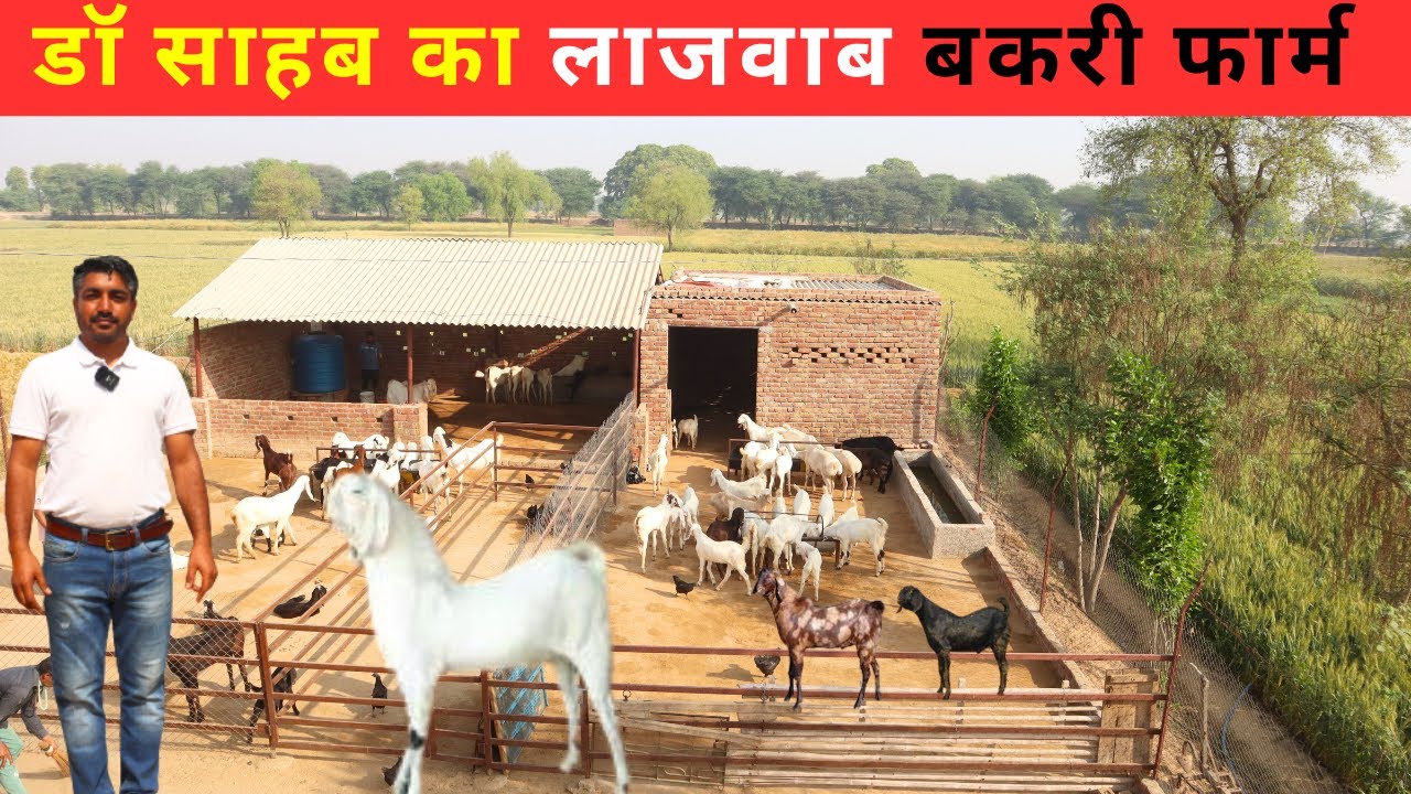 कम खर्च में कैसे शुरू करे बकरी पालन  ll 20 बकरियों से कमाए सालाना 8 से 10 लाख   @@@ IFT