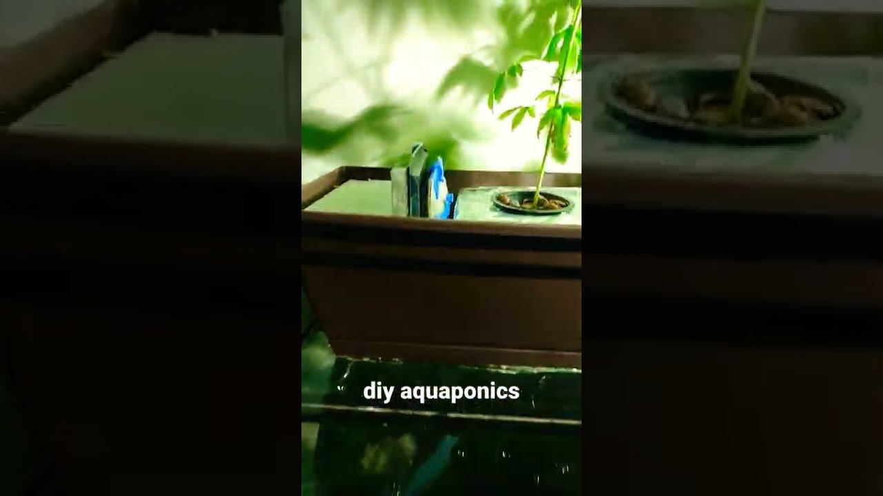 Male and Female cannabis grown using Aquaponic #aquaponics #diy #aquarium #cannabis