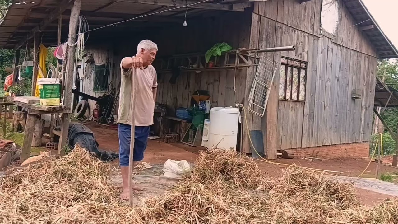 Malhando feijão com cabo de enxada 