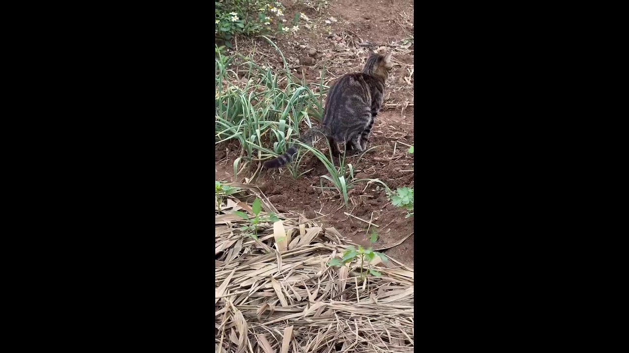 Cats for Tired Souls ｜ 疲れた心に猫 2026-02-24 17:24:28