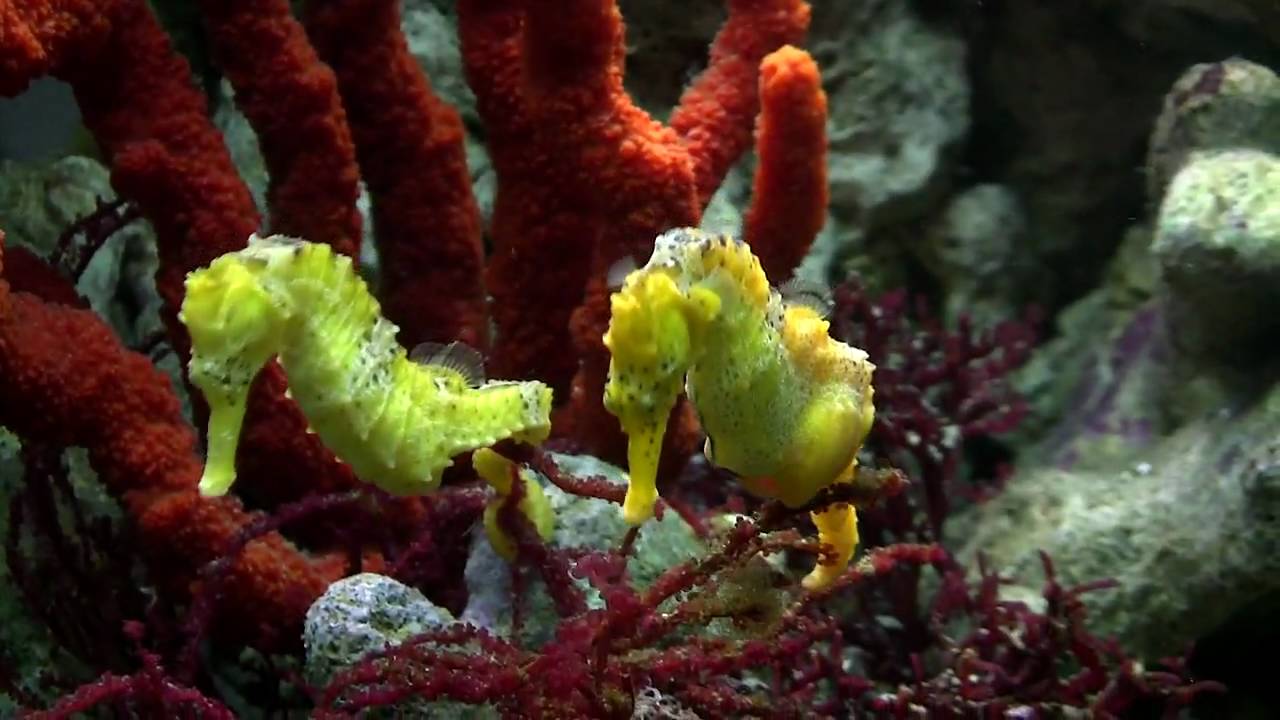 Seahorse Mating Dance
