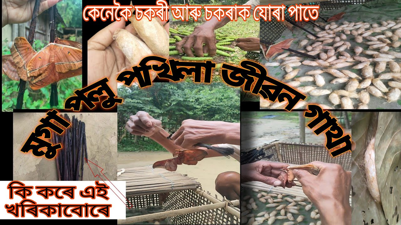 মুগা পলু পখিলা জীৱন গাথা ll কেনেকৈ চকৰী আৰু চকৰা যোৰা পাতেll Gitika Bhagowati