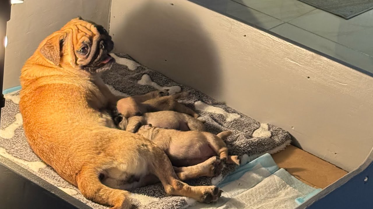 4 pretty little puggies | struggle is real #pugpuppies #puggies #puglife  #breastfeeding