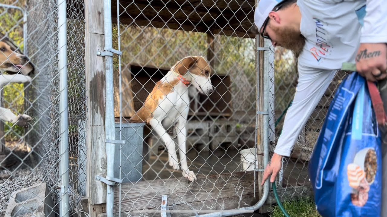 Taking care of deer hounds, feeding and cleaning