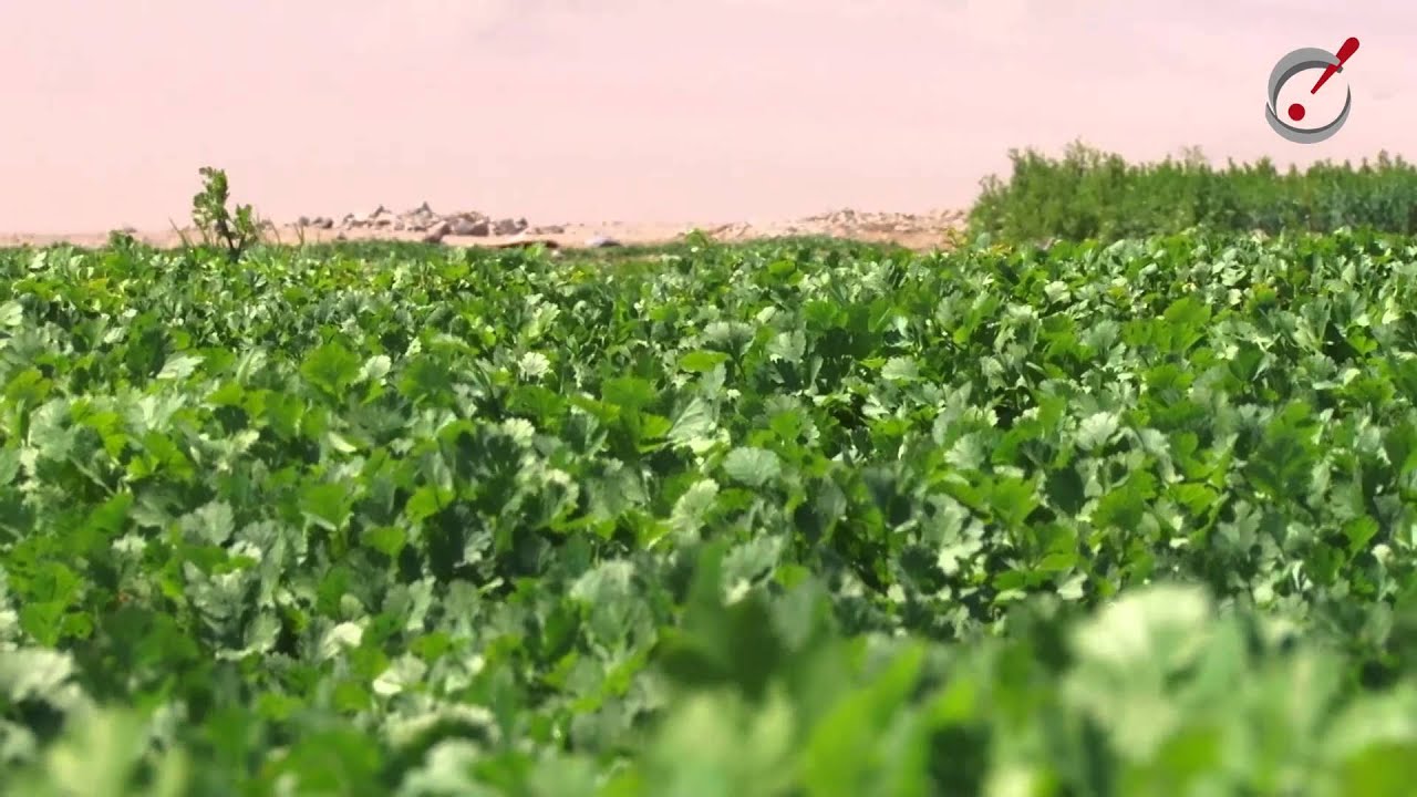 GMCH Agricultura sustentable en pleno desierto