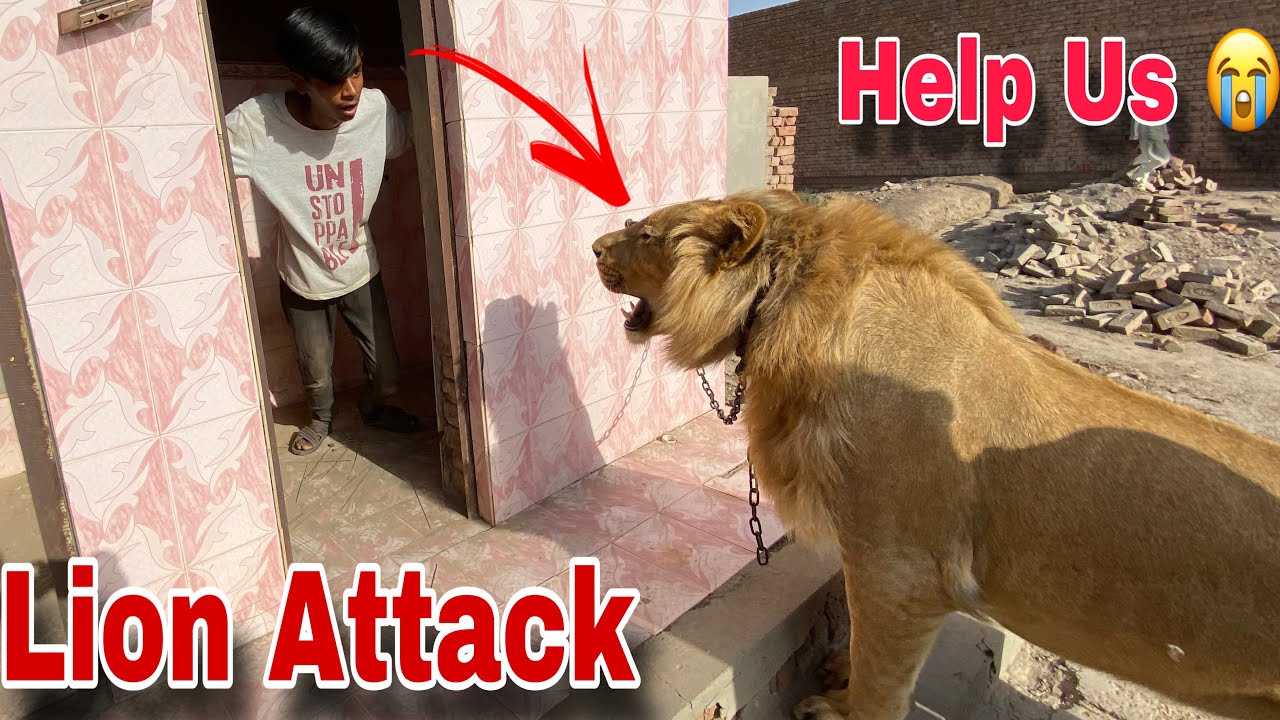 Lion Attack In Our Village | Village May Lion Aa gaya