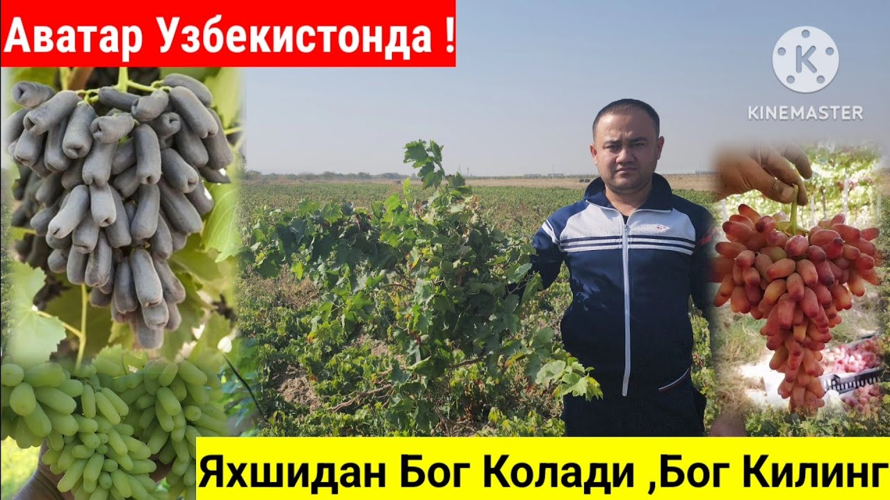 Аватар,Ломбарджини,Маникур Фингер,Хеллоен Узум Кучатлари Сотувга Таййор.
