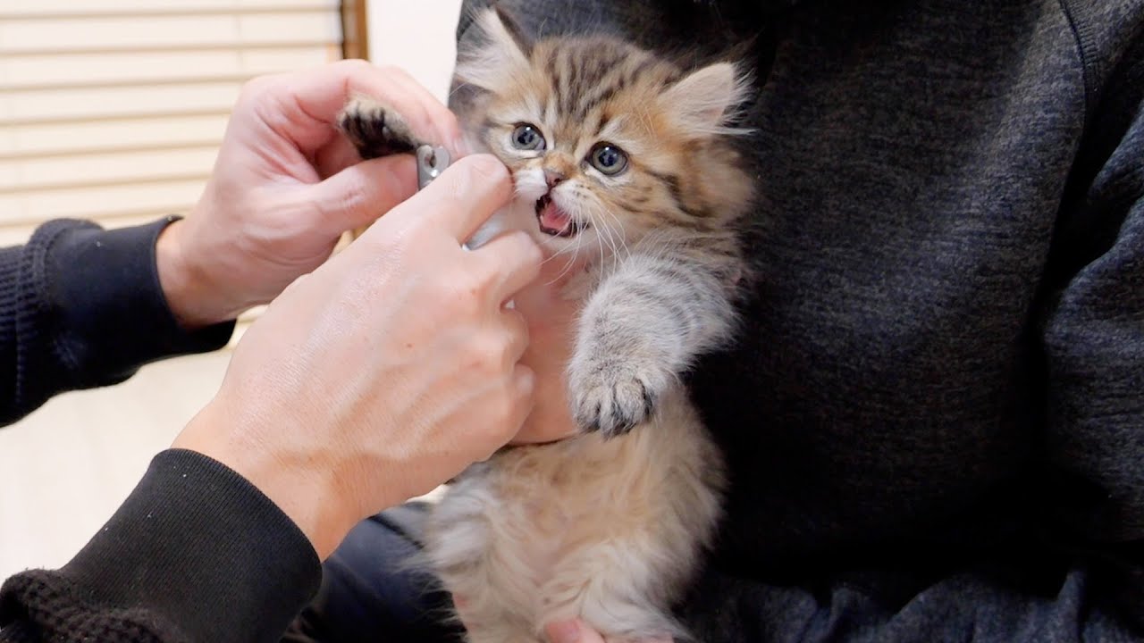 Котёнок, умоляющий хозяина перестать стричь ей когти, был таким милым!