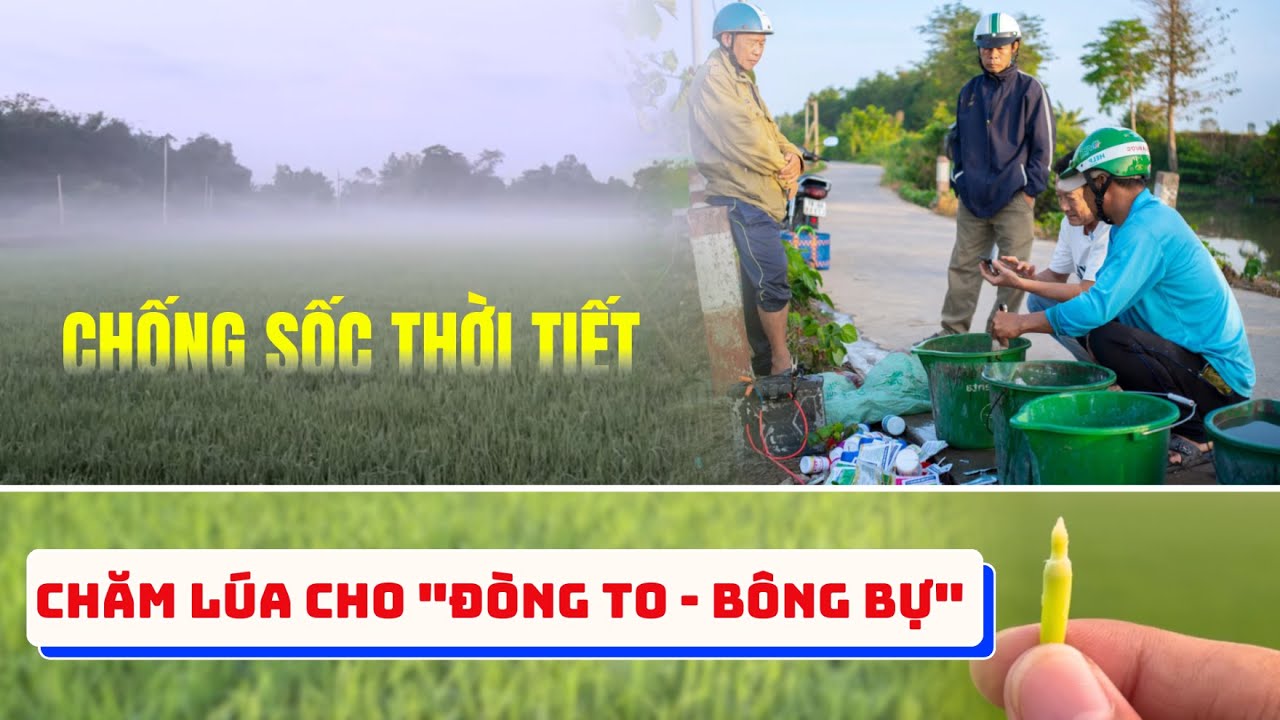 Đón Đòng - Đón Tết| Chăm Lúa Cho 