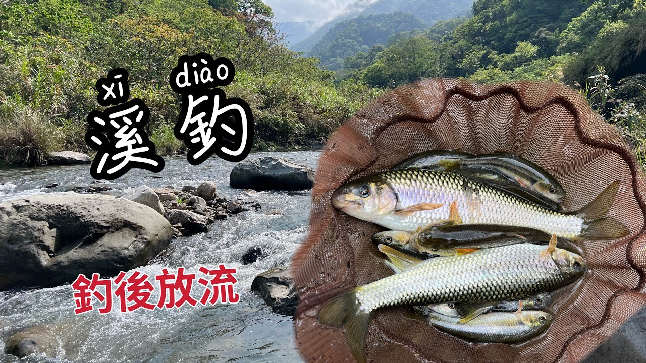 【溪釣10】觀光場魚量普普但也是會來點驚喜 I 苦花 I 溪釣