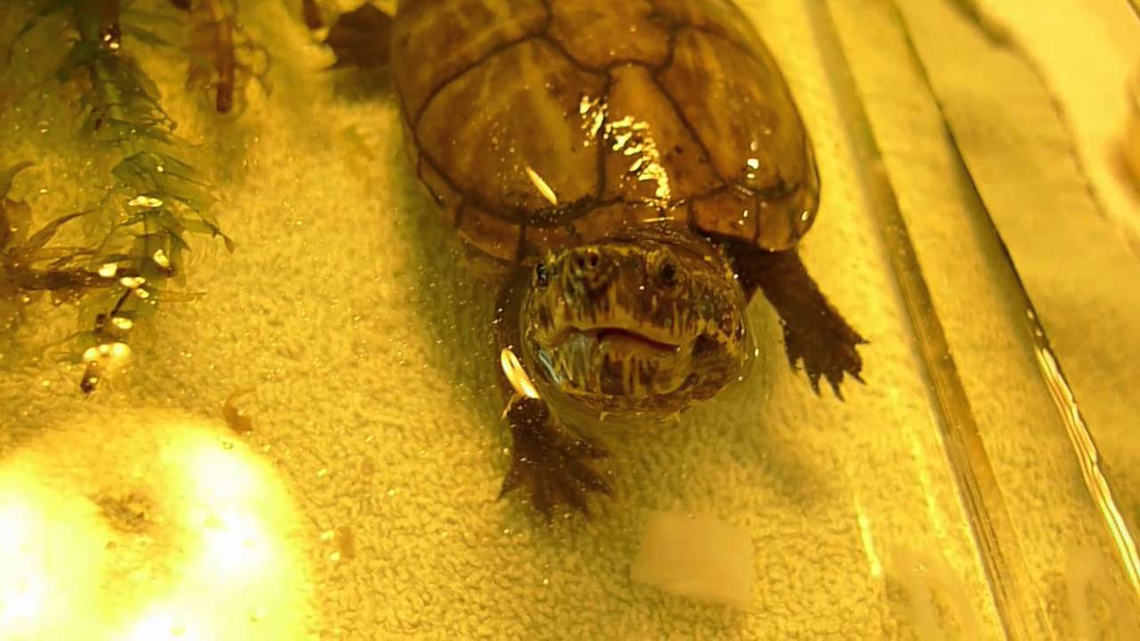 Saving Fern - a 3-striped mud turtle - October 2010