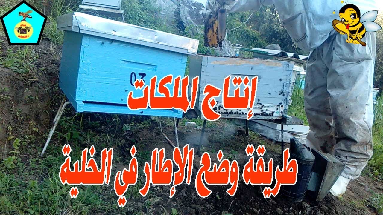 دورة لإنتاج الملكات _ طريقة إضافة الإطار لإنتاج الملكات (الخطوة السادسة)