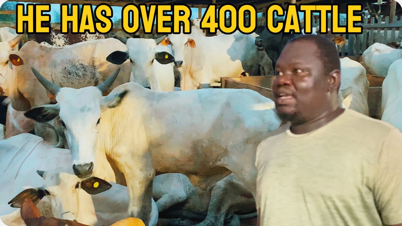How This Ghanaian Farmer Unlocked Huge Secret in Cattle Farming 