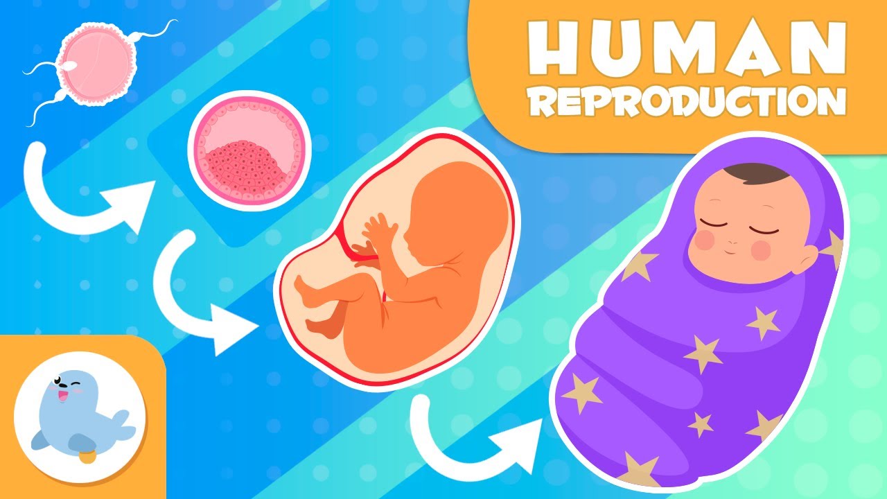 HUMAN REPRODUCTION for Kids 👶🏼​​🫄🏻​ Fertilization, Pregnancy, and Birth 🍼