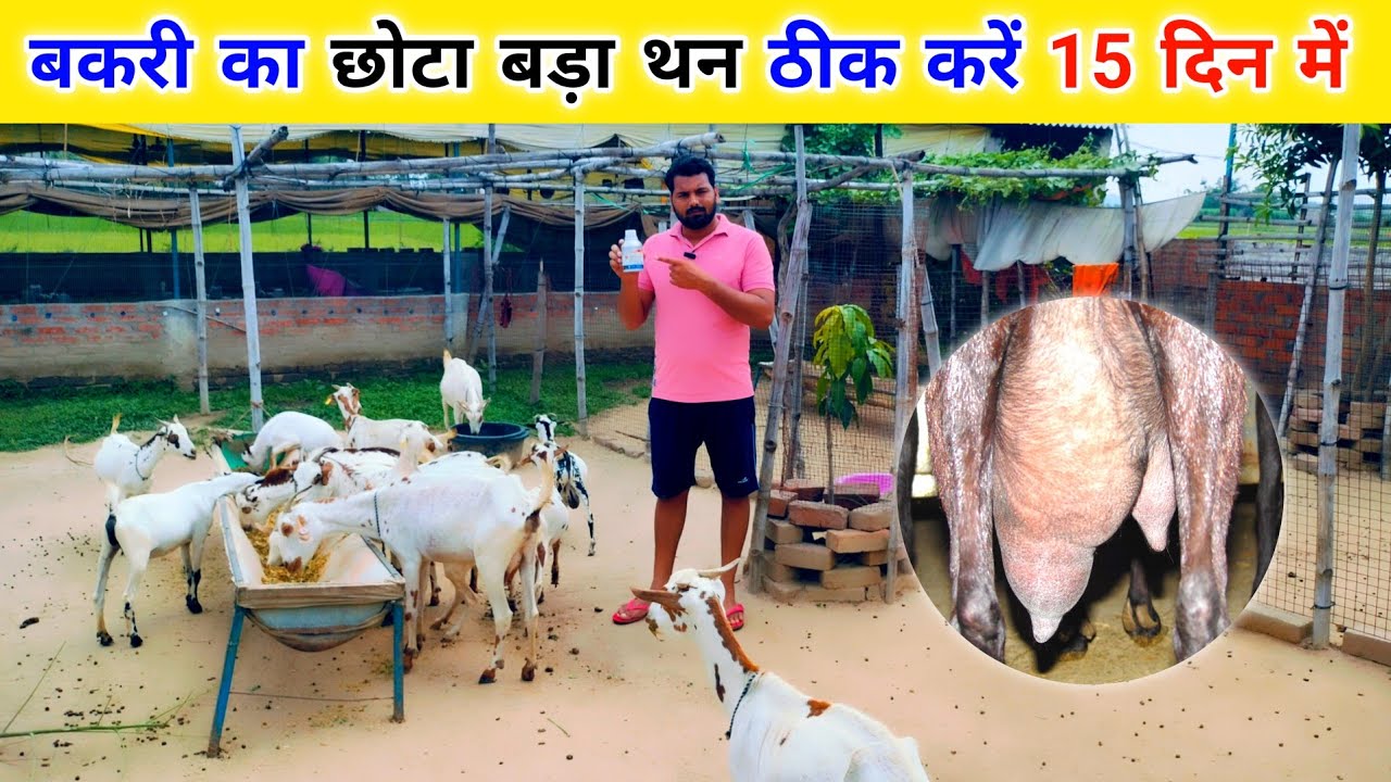 बकरी का छोटा बड़ा थन ठीक कैसे करें !! bakri ka chota bada thana  !! bakri ka chota bada thana thik