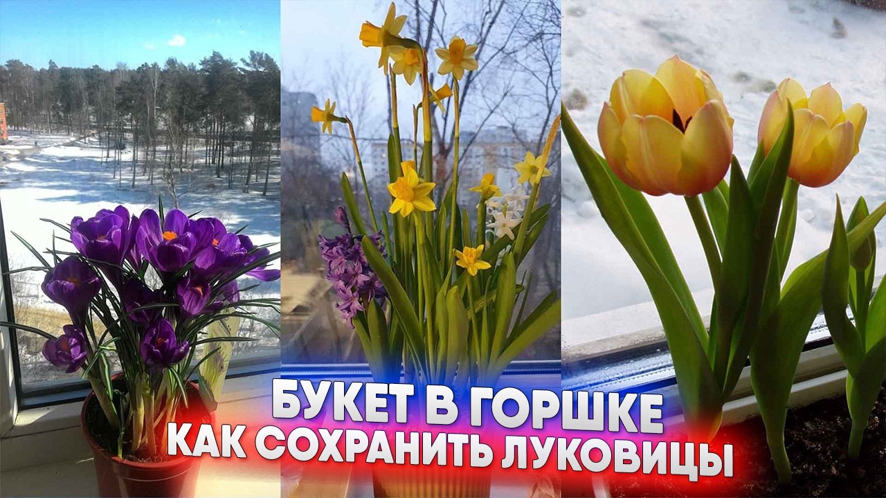 Букет в горшке - как сохранить луковицы