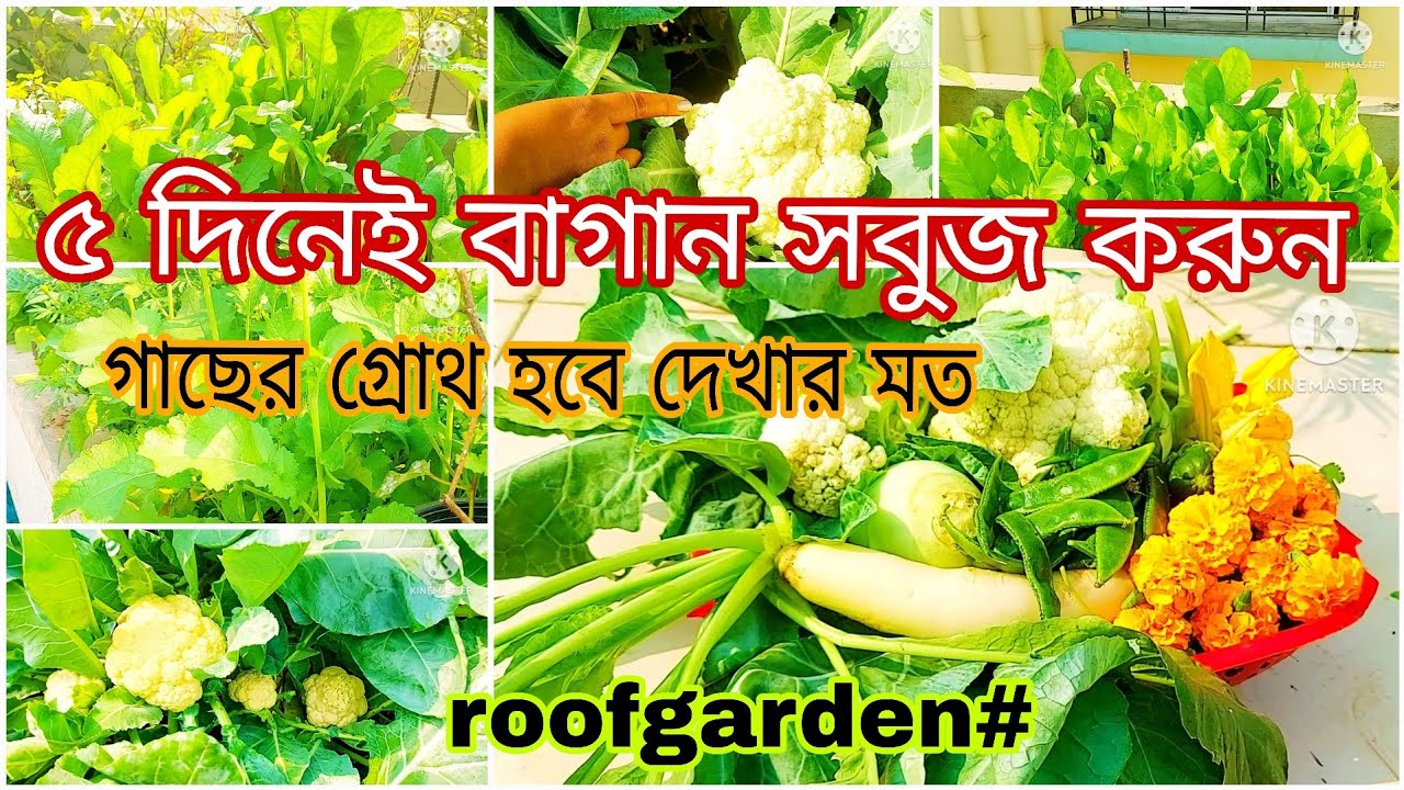 Matro 5 dinei baganke korun sobuj satej pranobonto. R gacher chehara dekhun.. #roofgarden