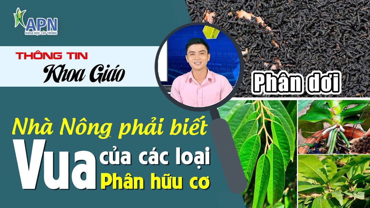 APN - "PHÂN DƠI" VUA CỦA CÁC LOẠI PHÂN HỮU CƠ | LÀM CHUỒNG NUÔI DƠI?