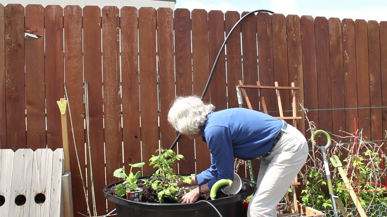 Gardening Power to the People: Growing Tomatoes in a Container
