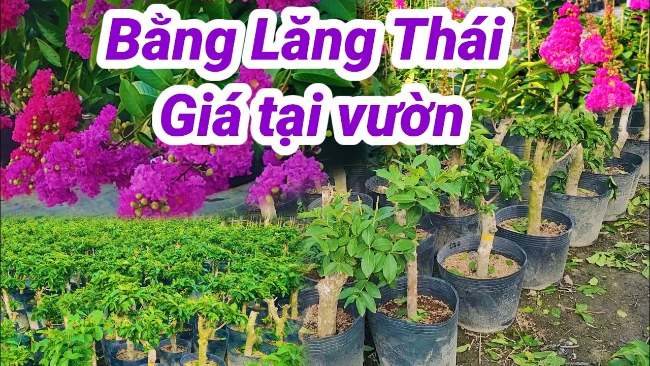 Bằng lăng thái giá tại vườn