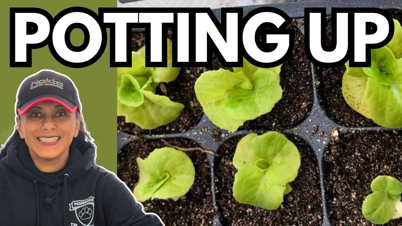 How To Pot Up Seedlings When & Why | Potting Up | Seed Starting Tips