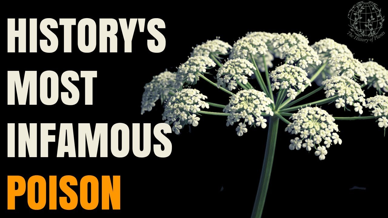 The Poison That Silenced Socrates Forever