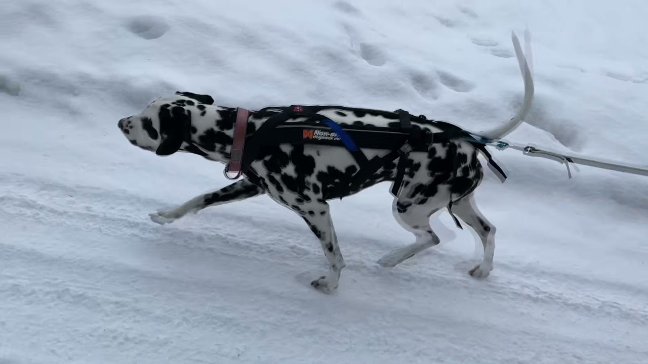 Dalmatian dog Kerttu - Winter special with Dog skiing and Canicross