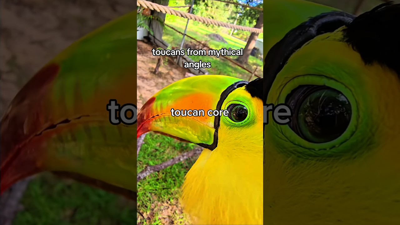 toucans can't be real animals  #animals #shorts #birds #funnyanimals #cute #cat