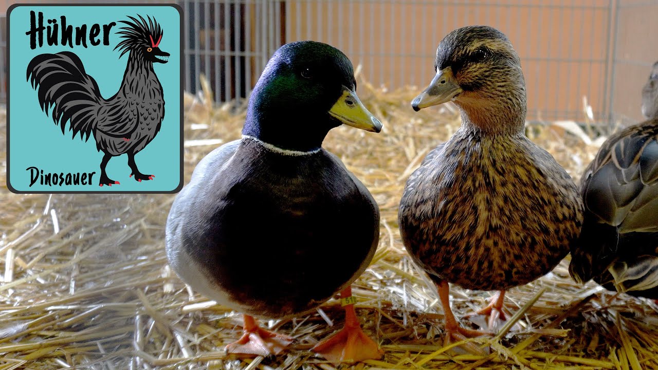 🦆 Zwergenten Rundgang, für welche Rasse 🕊️ entscheidet sich Ralf? 🐓