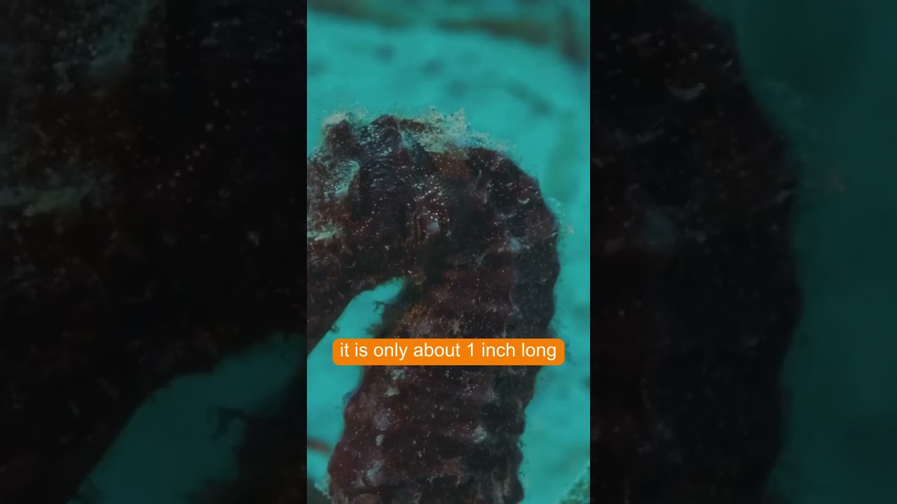 1  inch Long Sea Horse