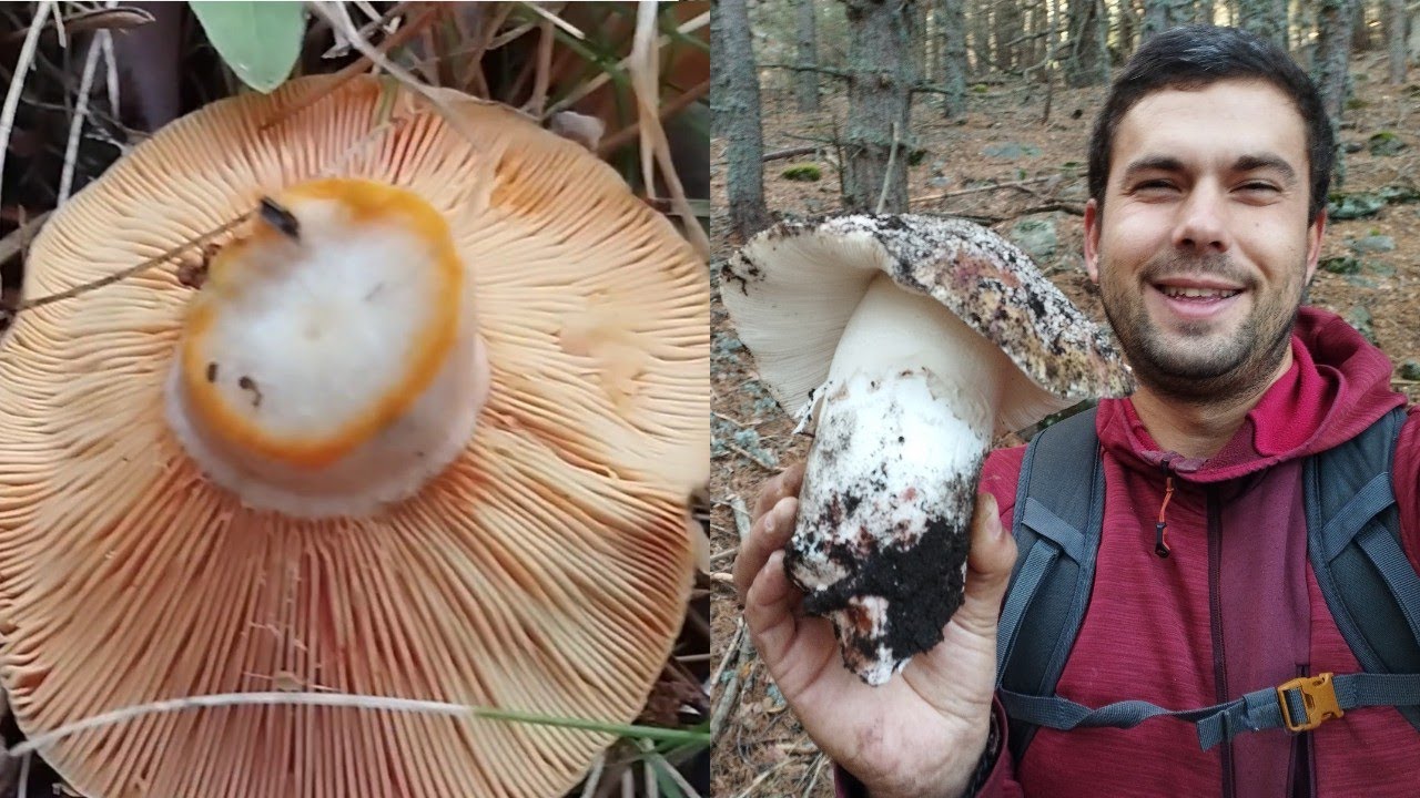 NISCALOS Y AMANITAS XXL. &iexcl;TAMA&Ntilde;O IMPRESIONANTE! SETAS 2022.