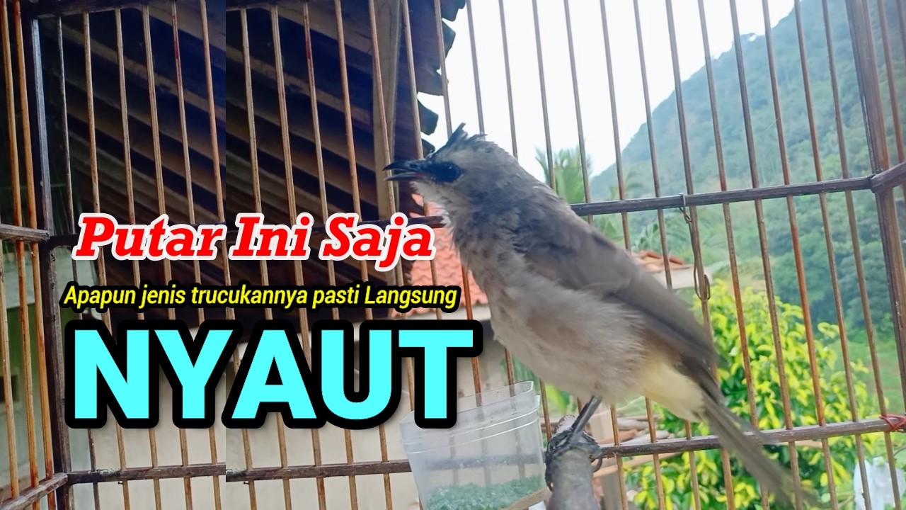 TRUCUKAN GACOR NGUPLIK | Masteran TRUCUKAN Terbaik Trucuk Malas Bunyi Jadi Gacor Ropel Panjang