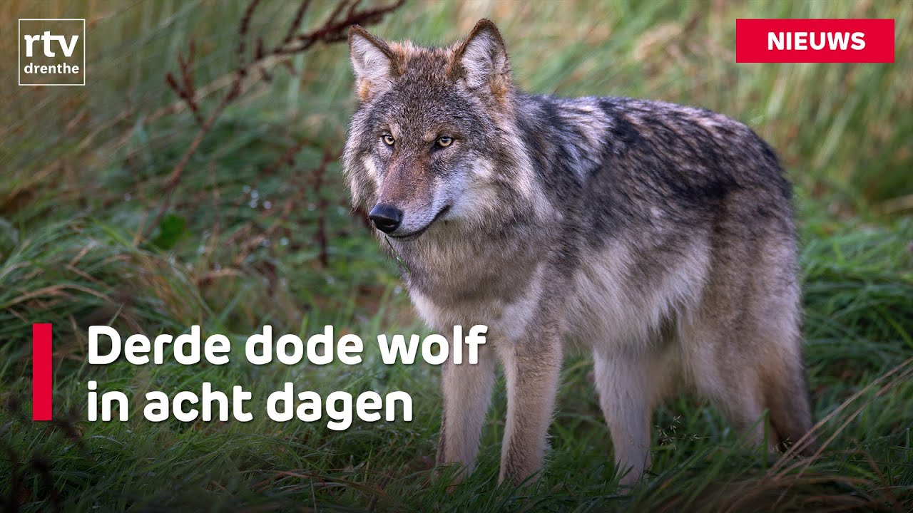 Derde keer wolf dood gevonden & Boer bedenkt eigen wolfwerend hek  | RTV Drenthe