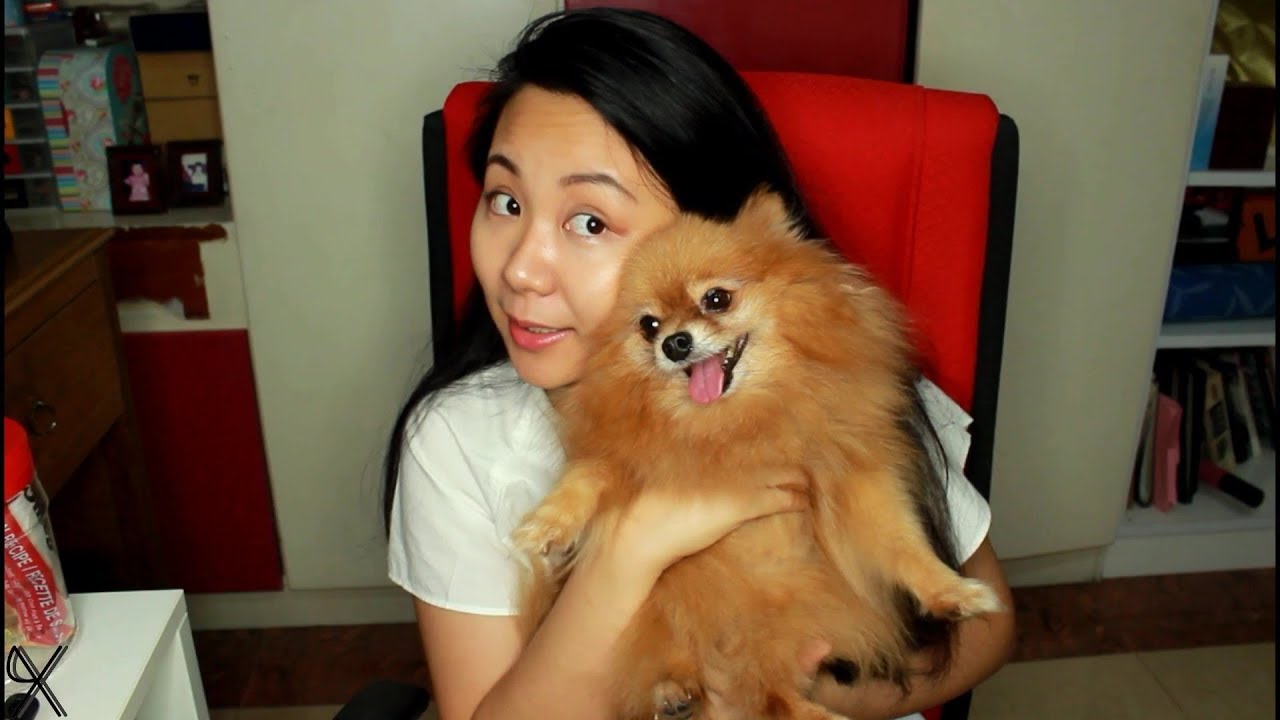 Pomeranian 101 || GUIDE ON RAISING A POM