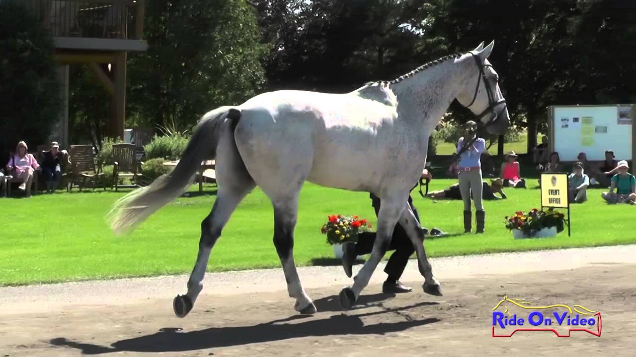 051J2 David Acord on Code of Conduct CCI2* FEI Jog 2 The Event at Rebecca Farm July 2015