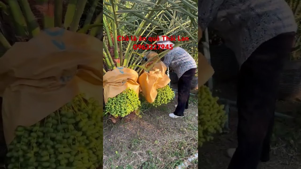 Ch&agrave; l&agrave; ăn quả th&aacute;i lan sai tr&aacute;i #chalaantrai#caycanh #cayanqua #caychala #sanvuon #bonsaitree