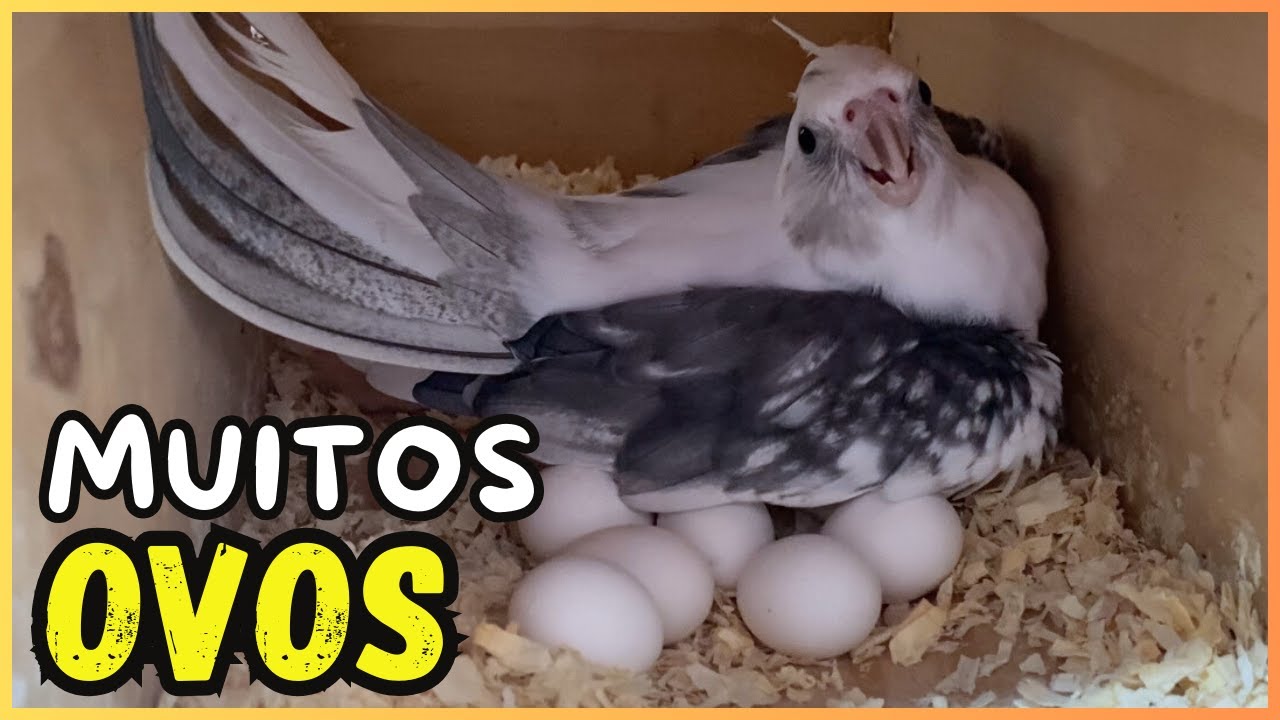 ABRINDO OS NINHOS E VENDO OS OVOS DE CALOPSITA