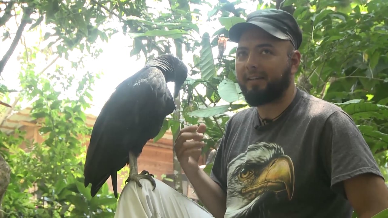 Un gallinazo también puede ser el mejor amigo del hombre