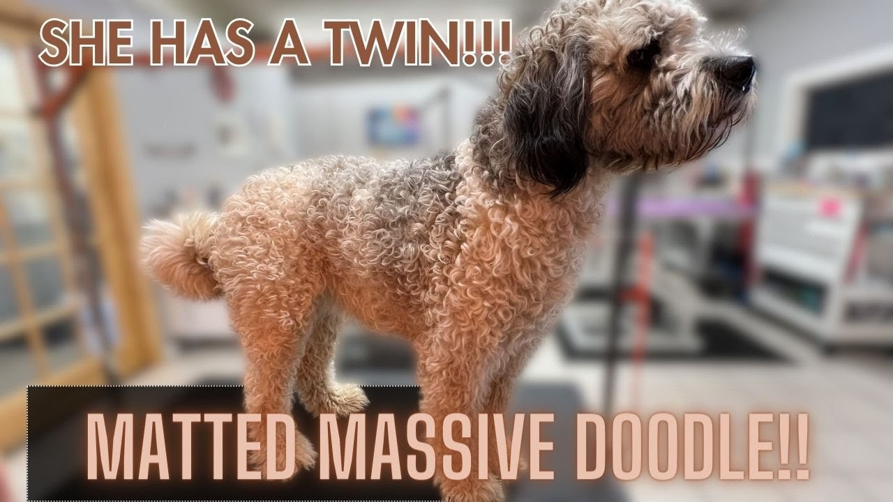 HASN'T BEEN GROOMED IN ALMOST A YEAR!! SEVERELY MATTED AND STUBBORN!!