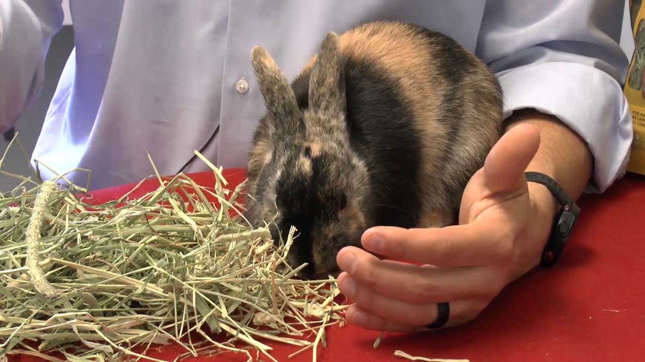 How Much Hay Should My Rabbit or Guinea Pig Eat?