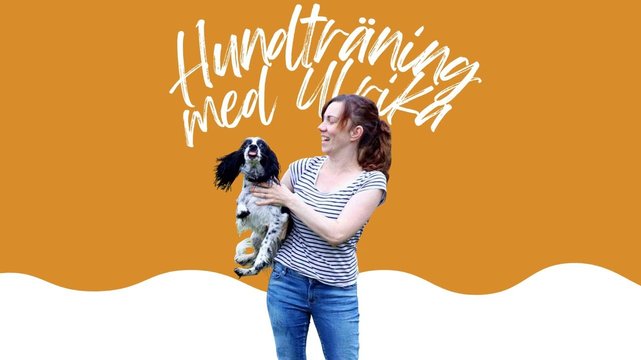 Så hjälper du din ljudkänsliga hund inför nyår